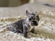 Astonishing French bulldog puppies